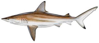 marco island shark sharks types fish blacktip naples