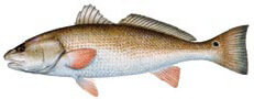 Red-Drum