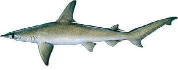 marco island shark sharks types bonnethead naples fish