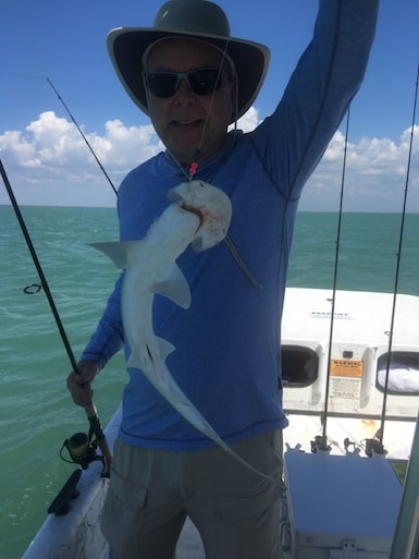 Baby Hammerhead Shark