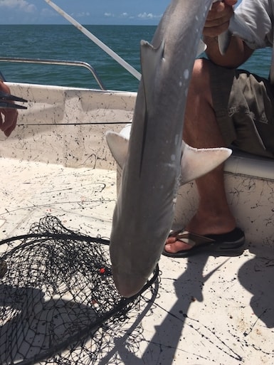 Bonnet Head Shark From Marco Island
