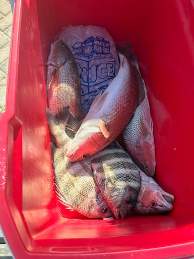 Bucket of Fish Caught From Backwater Fishing Charter