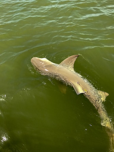 Bull Shark Near Marco Island Florida