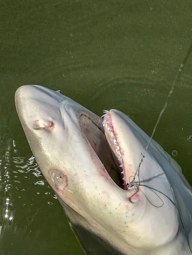 Shark Caught Near Marco Island